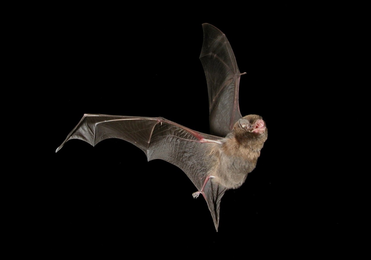Photo Steve Bourne, Southern bentwing bat