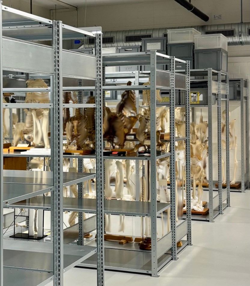 Galler’ bone pathology collection